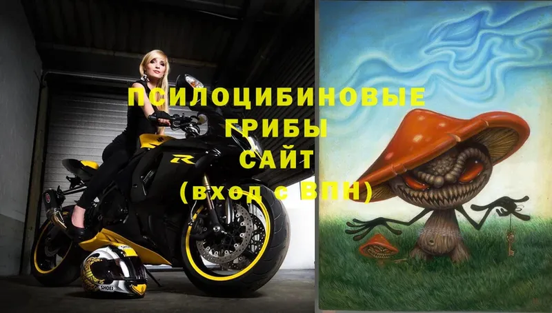 Галлюциногенные грибы Psilocybe Болохово